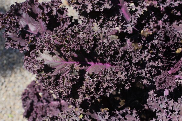KALE - BORECOLE - SCARLET - Image 3