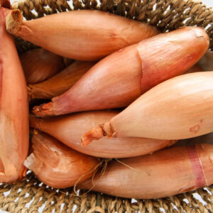 Shallot - Zebrune