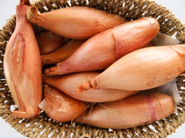 Shallot - Zebrune
