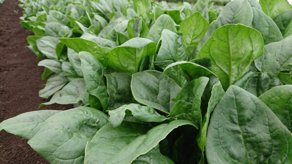 Spinach - Giant Winter