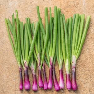 Purple Spring Onion Lilia