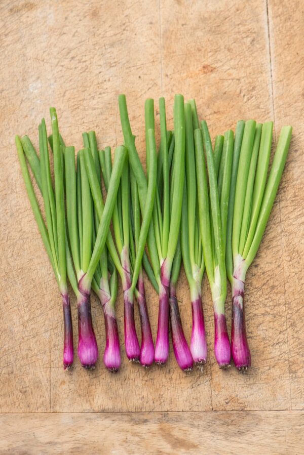 Purple Spring Onion Lilia