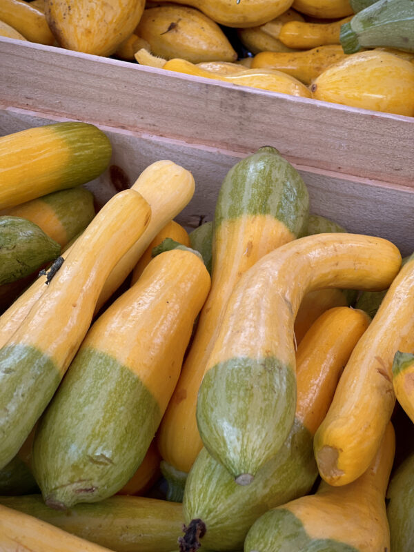 Squash Summer - Zephyr F1 - Image 2
