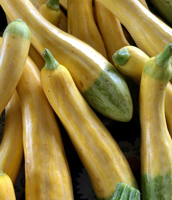 Squash Summer - Zephyr F1