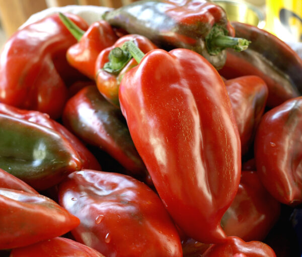 Sweet Pepper - Aji Dulce - Image 2
