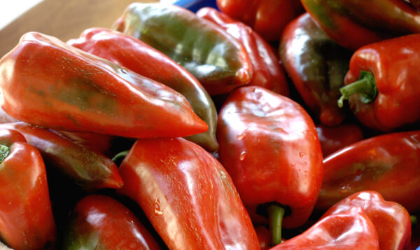 Sweet Pepper - Aji Dulce - Image 3