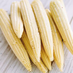 Miniture Sweet Corn Sweetcorn Minipop F1
