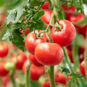 Tomato - Homestead