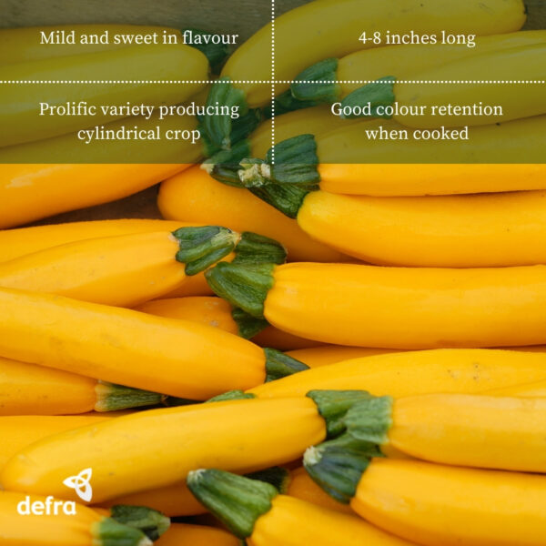 Courgette - Zucchini Yellow - Golden - Image 2