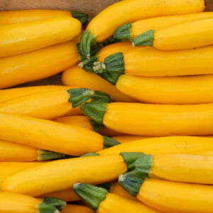 Courgette - Zucchini Yellow - Golden