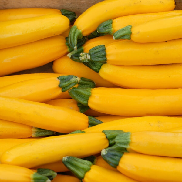 Courgette - Zucchini Yellow - Golden