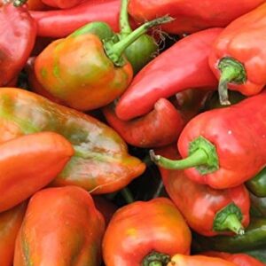 Sweet Pepper - Aji Dulce