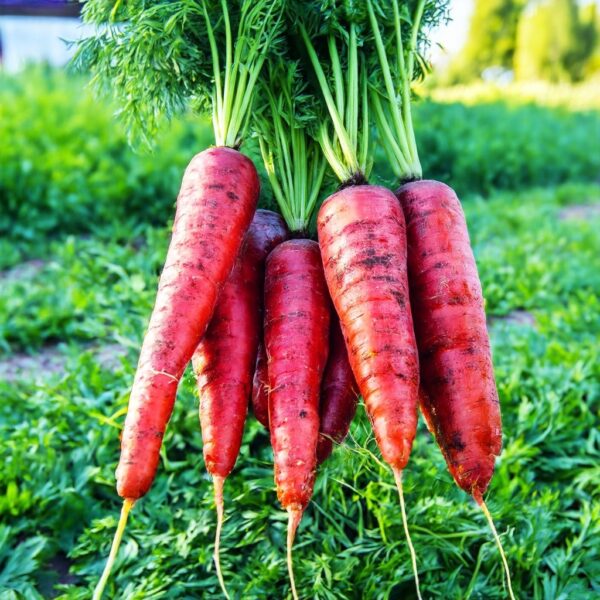 Carrot Atomic Red - Image 4