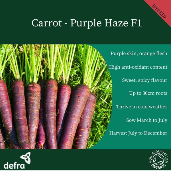 Carrot Purple Haze Hybrid F1 - Image 4