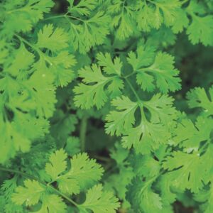 Coriander