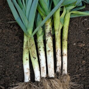Leek Giant D'Inverno