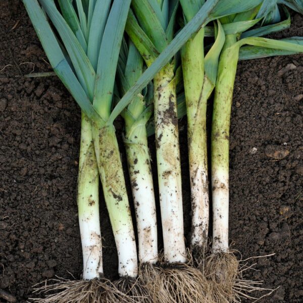 Leek Giant D'Inverno