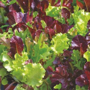 Lettuce Gourmet Looseleaf Cutting Mix