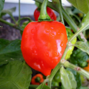 Hot Chilli Pepper Habanero Red Carribean 