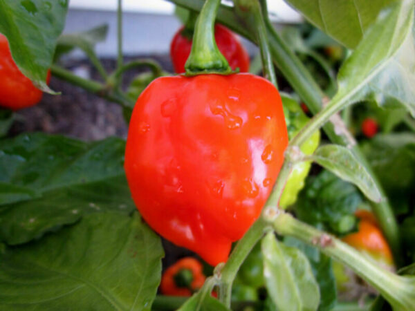 Hot Chilli Pepper Habanero Red Carribean 