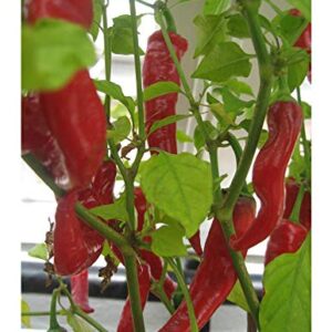 Organic Hot Pepper - Hot Portugal