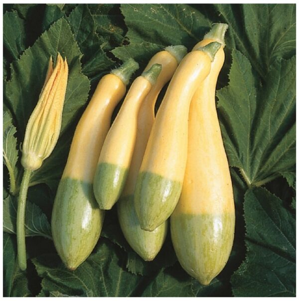 Squash Summer - Zephyr F1 - Image 3