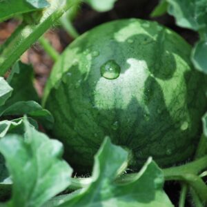 Watermelon -  Sugar Baby