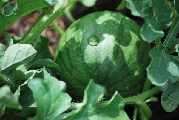 Watermelon -  Sugar Baby