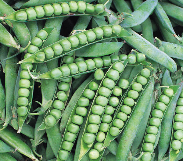 Pea Alderman Main Crop Tall - Image 3