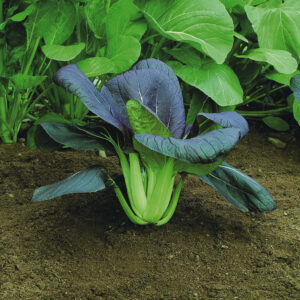 Cabbage Pak Choi Red F1