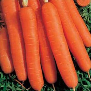 bright orange carrots with rounded edges