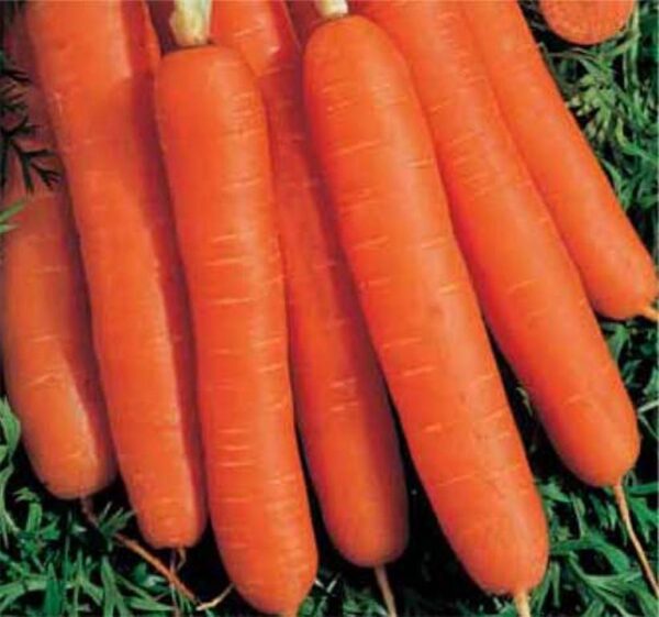 bright orange carrots with rounded edges
