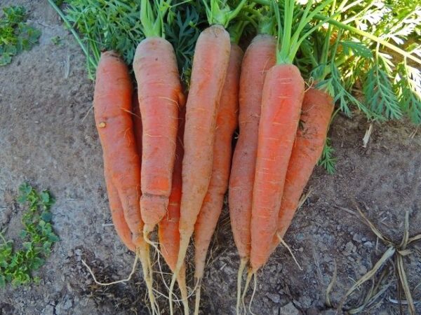 Carrot Early Nantes 2 Pelleted Seeds - Image 2