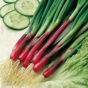 Onion Spring - North Holland Blood Red Redmate