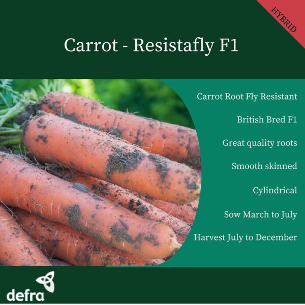 Carrot Resistafly - Image 3