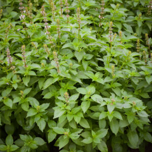 Herb Basil Lemon
