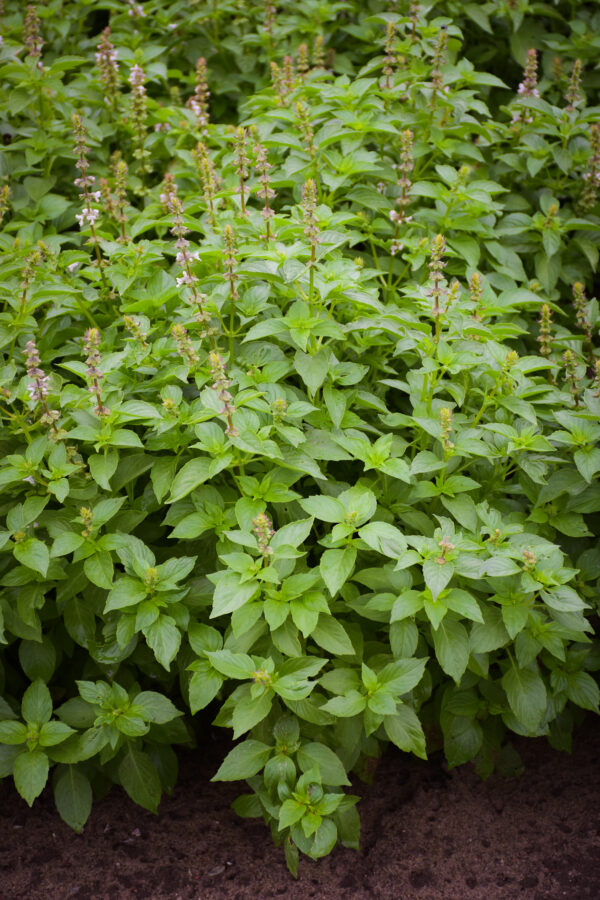 Herb Basil Lemon
