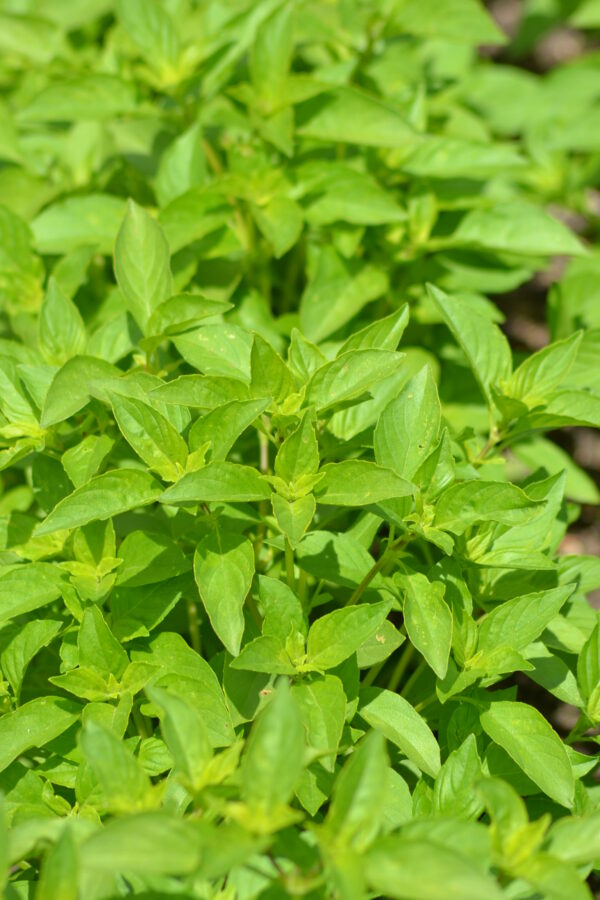 Herb Basil Lemon - Image 2