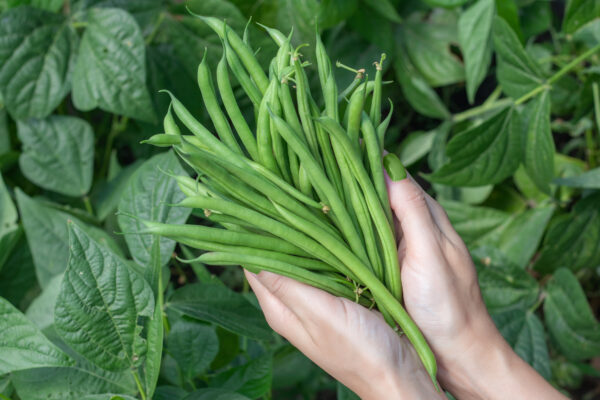 Climbing French Bean Cobra - Image 2