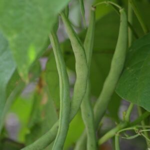 Climbing French Bean Cobra
