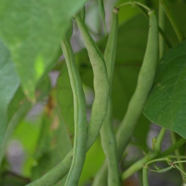 Climbing French Bean Cobra
