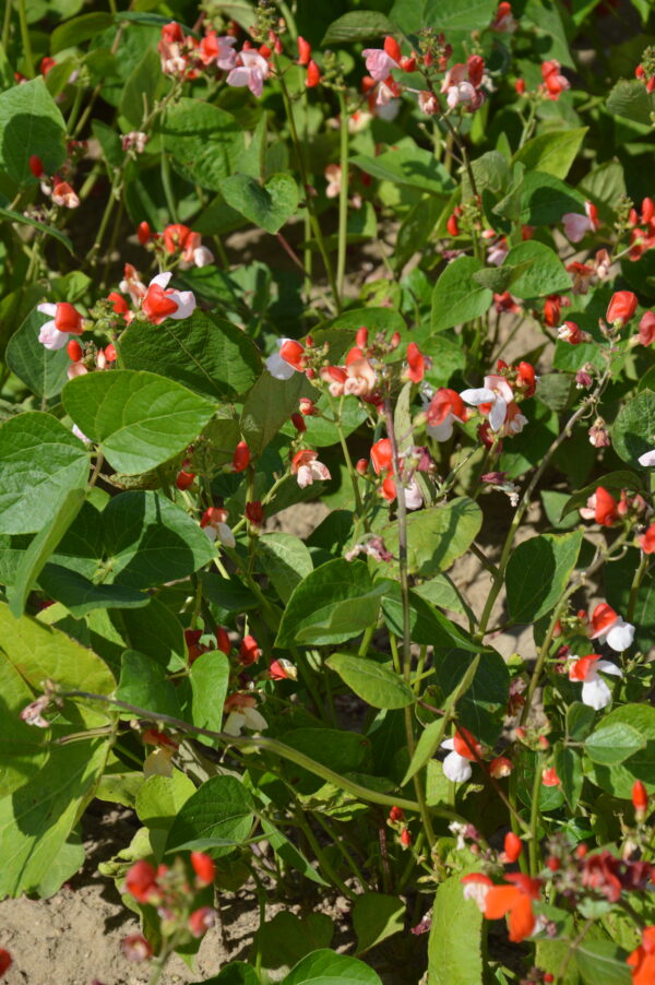 Dwarf Runner Bean Hestia - Image 3