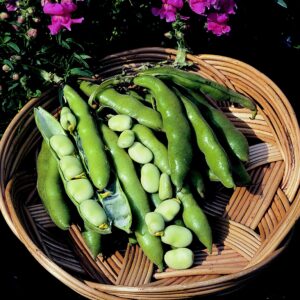 Dwarf Broad Bean Sutton Dwarf