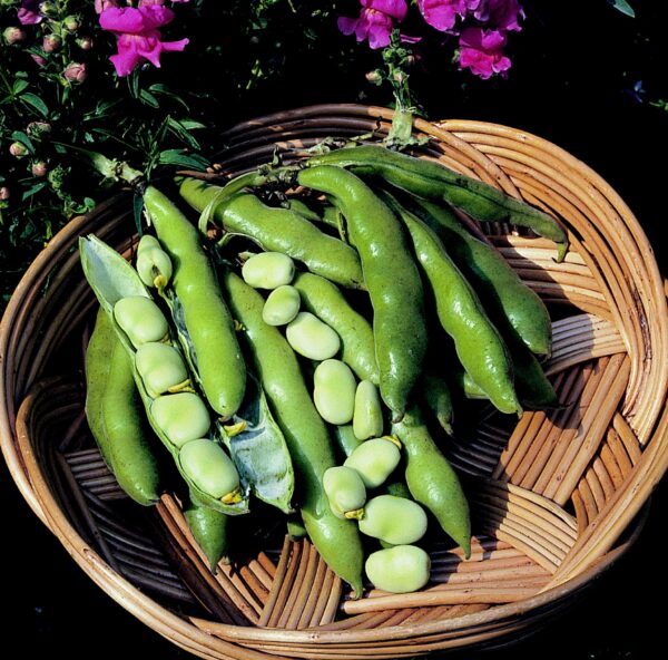 Dwarf Broad Bean Sutton Dwarf