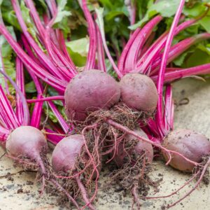 Beetroot Boltardy
