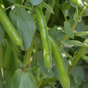 Broad Bean Masterpiece Green