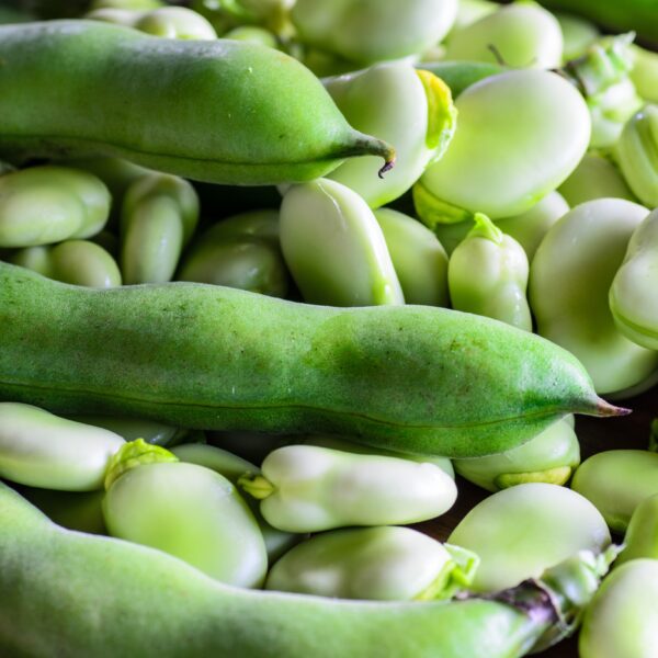 Broad Bean Masterpiece Green - Image 2
