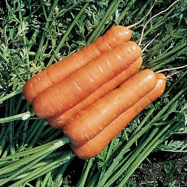 Carrot Resistafly - Image 4