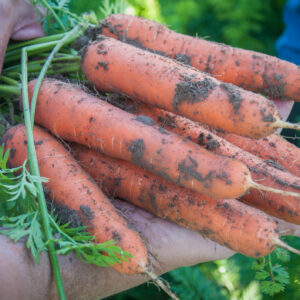 a bunch of harvested orange carrots with long roots