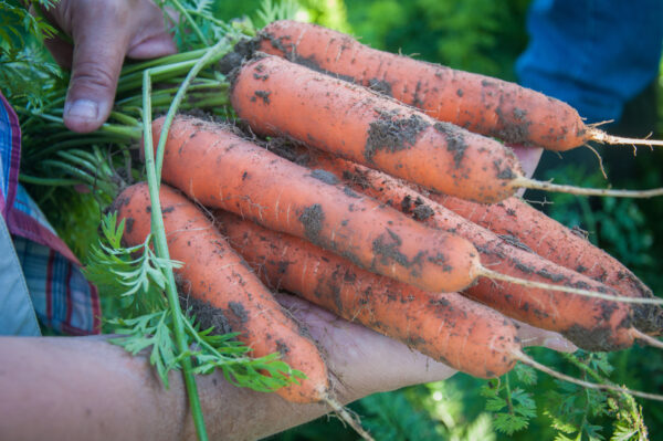 a bunch of harvested orange carrots with long roots